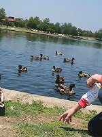 Luscious young teen strip tease and blowjob