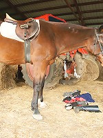 This horny mama gets nasty in the stable