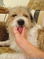 Josie lets her dog sniff feets