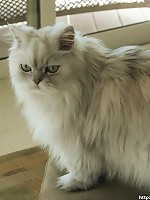 Big ass big tits jordan shows pussy