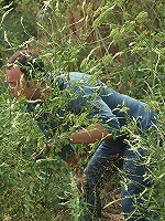 Sexy bikini chick with short hair